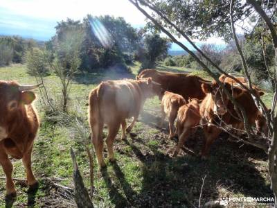 Alto del Pinar, Dehesa de Navalquejigo;excursiones culturales viajes organizados fin de semana asoci